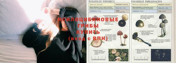 PSILOCYBIN Медногорск
