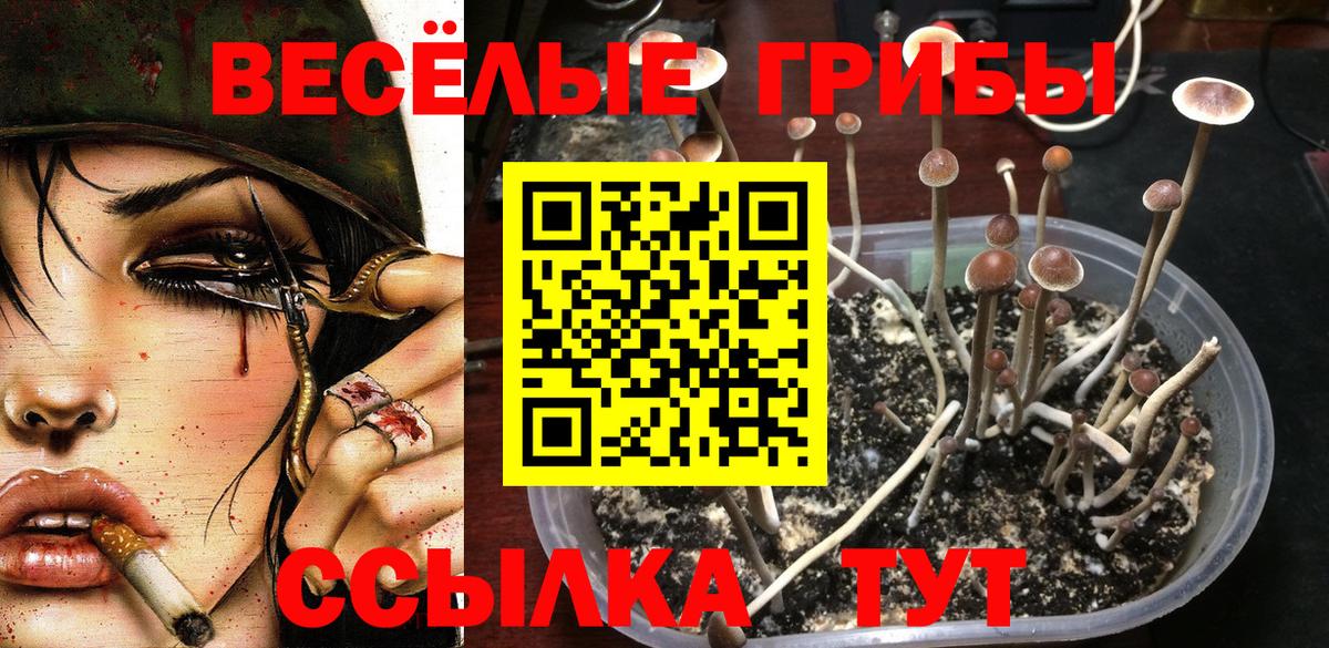 Галлюциногенные грибы Psilocybine cubensis  Магадан 